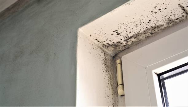 Best Air Quality Testing for Mold Spores  in Fremont, NC